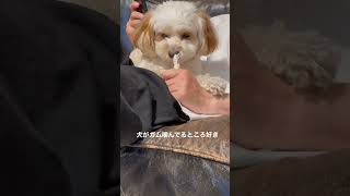 犬がガム噛んでるところ好き