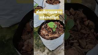 ต้นกล้าเหี่ยวยุบตายหลังลงปลูก #melon #เมล่อน #การปลูกเมล่อน #ปลูกเมล่อน #gardening #fruit