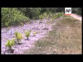 Scientists released six rare Schaus swallowtail butterflies on an island off the coast of Miami Mond