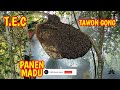 Taman Education Channel Panen Madu Tawon Gong