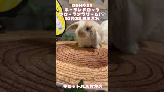 うさぎベビーちゃん🐰💓【枚方店】