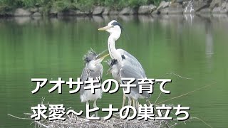 【野鳥】公園アオサギの子育てに密着してみた【大阪/コンデジ】