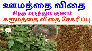 கரு ஊமத்தை விதை சித்த மருத்துவ குணம் || Datura Metel || karu oomathai vithai || umathai kai