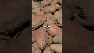 Boost Your Sweet Potato Harvest!🍠#sweetpotato #highyieldcrops