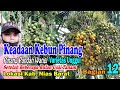 Condition of Betel Nut Garden Pandan Fragrant Superior Varieties