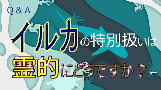 Ｑ＆Ａ　- イルカの特別扱いは霊的にどうですか？ –