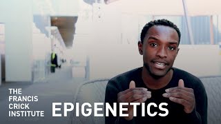 Epigenetics – How Our Environment Impacts Our Genes