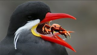 Wild Inca tern...