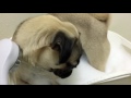 パグ クロマメ自宅でのシャンプー〜半身浴〜pug kuromame puppy