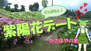 【かざはやの里】ずんだもんと紫陽花デート！！