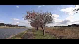 ロードバイクで行く輪行サイクリング「花見川～印旛沼～滑河駅」