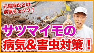 家庭菜園や農園のサツマイモ栽培で注意したい！元腐病など夏の病気対策＆害虫対策とサツマイモの育て方！【農家直伝】Sweet potato disease prevention tips.