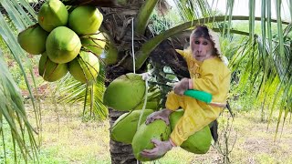 Funniest Animals Video   Best Monkey CUTIS   Harvest fruit, Videos of 2023 Compilation!