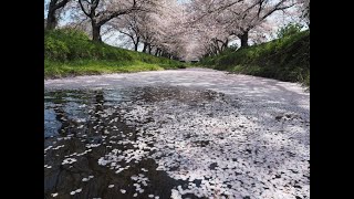 花筏　愛知県五条川