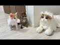 知らない猫が部屋に入ってきたら生後2ヶ月の子猫たちがこうなっちゃいました…