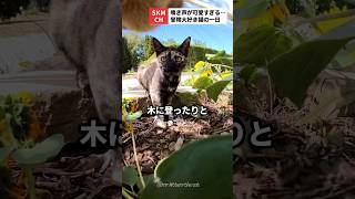 猫の視点で見る世界