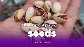 How Can I Grow Pistachio Tree at Home?