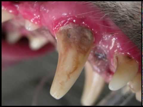 Pet Periodontal Disease Pet Periodontal Disease