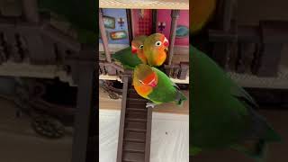 Lovebirds in the castle 愛情鳥