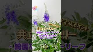 【姫路生花 商品部 お花紹介】今回は、商品部山森がベロニカ・トウテイランをご紹介します♪ #お花 #ベロニカ #トウテイラン #お花紹介 #商品部 #姫路生花 #姫路生花卸売市場