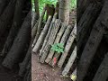 tips for growing shiitake mushrooms on logs chris outdoors