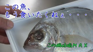 【魚　カイワリ　もう食えない・・・】おやじと魚