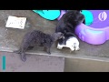 Oregon Zoo’s rescued sea otter pup Lincoln meets old-timer Eddie