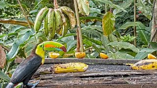 Toucan With A Rainbow-colored Bill Comes To The Panama Fruit Feeder For Some Banana – March, 11 2021