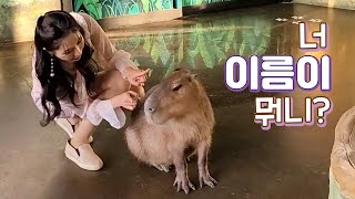 사막여우 보러 갔다가 시선을 뺏겨버린 너!! #카피바라 (feat.애니멀주세종점)