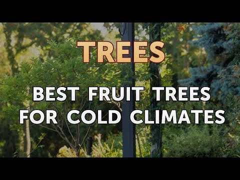 Best Fruit Trees For Cold Climates - YouTube