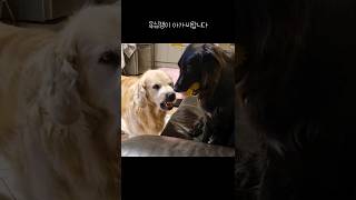 큰오빠vs동생 | Big brother vs brother / #shorts #dog