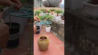 Technique planting portulaca flower so beautiful #bonsai #youtubeshorts #portulaca #nature #flower