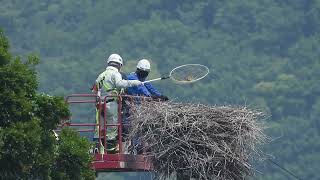 鳴門コウノトリ 2024/05/24 撮影 成長記録 徳島県鳴門市