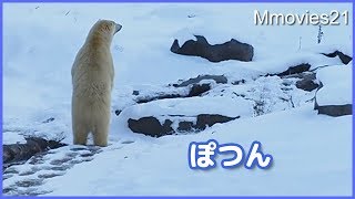 飼育員さんを見つけポツンと立つリラ☆デナリは竹に向かってフーフー