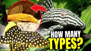 The 15 BEST Types Of Plecos