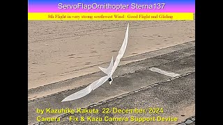 サーボ駆動アジサシ型羽ばたき機 SFOSterna137 29g : 8th Flight in very strong southwest Wind Good Flight and Gliding