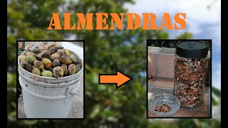 ALMENDRO: SOMBRA Y ALIMENTO 🌳 ~  El gran secreto