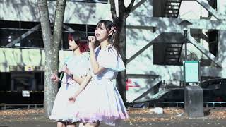 有頂天リーフ『ペチュニア』20221127@池田公園