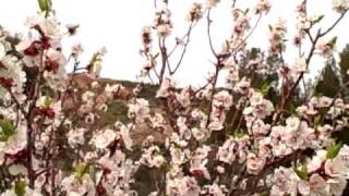 Apricot blossoms and fruit tree care