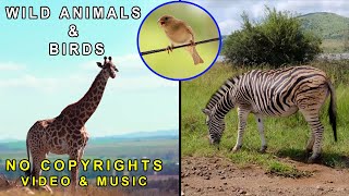 WILD ANIMALS \u0026 BIRDS || NO COPYRIGHTS VIDEO \u0026 MUSIC 2021/2077