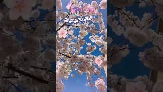 樱花季节Cherry Blossoms