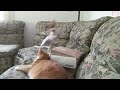 cats vs dogs fighting funny cats and dogs compilation petastic 🐾