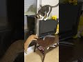 テレビに興味津々な猫たち 猫