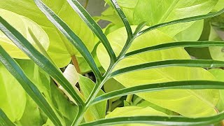 Aroid Time-lapse | Ep.50 Philodendron Tortum Unfurled New Leaf | 18 Days