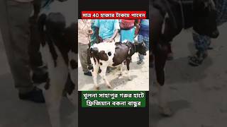 মাত্র 40 হাজার টাকায় পাবেন, খুলনা সাহাপুর গরুর হাটে, ফ্রিজিয়ান বকনা বাছুর#cow #গরুর_হাট #গরুর_দাম