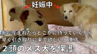 【保護犬】多頭飼育で増えて飼えないから保護してほしいと相談、、生まれた赤ちゃんのその後は...？母親は...？