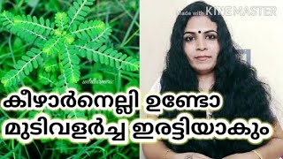 💯 മൂന്നിരട്ടി മുടിക്ക് കീഴാർനെല്ലി l Keezharnelli for Faster Hair Growth l Keelanelli for Hair Loss