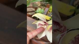 APA ISTIMEWANYA BUNGA ANGGREK |  CATASETUM PILEATUM #short #shorts #shortsfeed