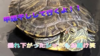 甲羅干し＆脱皮！！！家のカメさんを紹介(^▽^)/＃カメ＃ミドリガメ