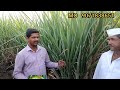 soil multiplier benefits in shugarcane organic shugarcane farming ಸಾವಯವ ಕಬ್ಬು